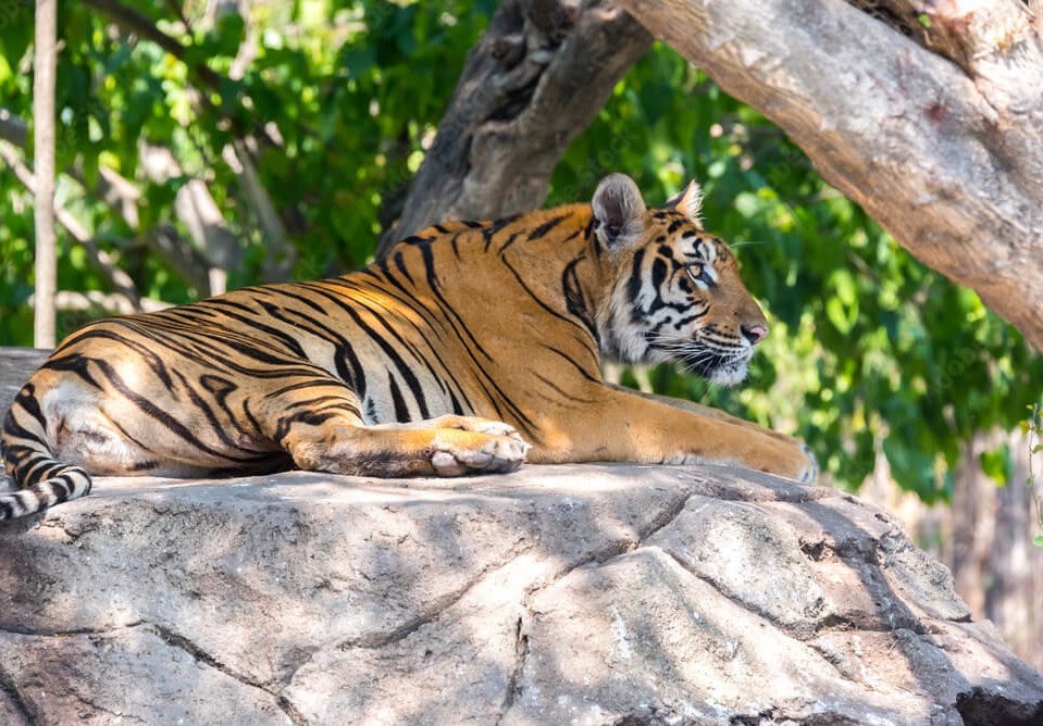 4 Nights Bangkok Pattaya Tour Package from Delhi 